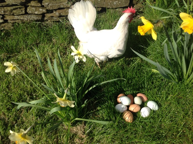 Hen beside its eggs at our luxury cottages in Wales, the best places for family holiday uk